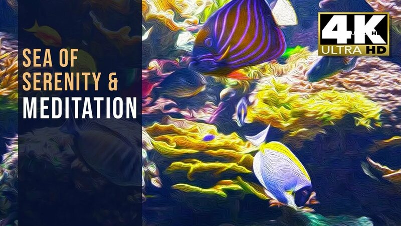Journey to Zen in a Sea of Serenity: 10 hours of Relaxing Fish Aquarium ...