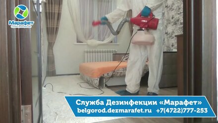 Уничтожение блох в Белгороде - ДезСлужба Марафет