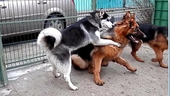 АГРЕССИЯ СОБАК. Aggression dogs. КОРРЕКЦИЯ Поведения Немецкой Овчарки. Одесса. — Видео от VIDEO 48