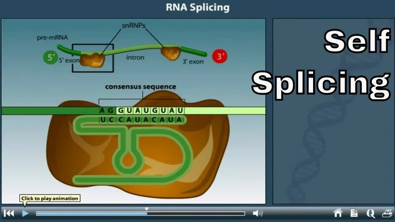 RNA Splicing Animation | self splicing - Yandex Video aramada çevrimiçi ...