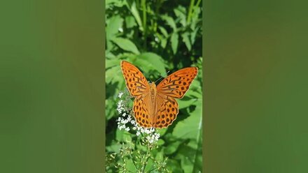бабочка 🦋 лето