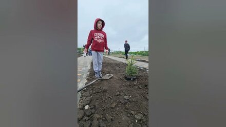 закладка парка в питомнике...
