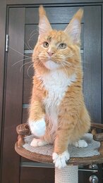 Megacoon Kazanova