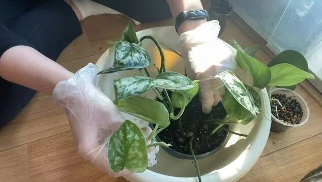 Пересаживаем Сциндапсус Пиктус Аргиреус (и болтаем) - Смотреть онлайн в ...