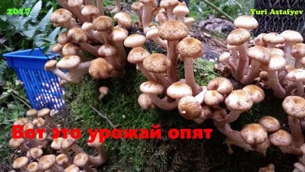 Вот это урожай опят