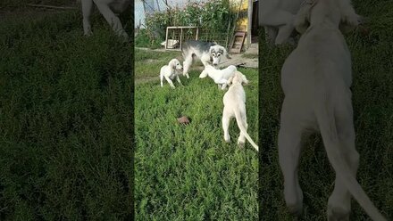 Тазы щенки и кобель салюки
