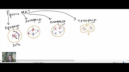 Митоз и наборы хромосом