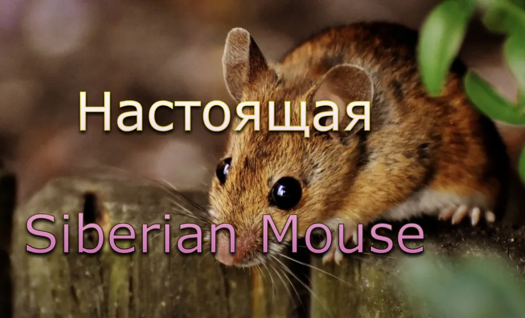мария бабко  Siberian!mouse Siberian Mouse - смотреть онлайн в поиске Яндекса по Видео