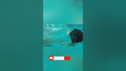 А вы знаете, какие цвета видит акула? / Интересные факты про цвет