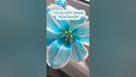 Ставь 💙 если не знал что синие розы и тюльпаны - просто крашенные! #флористикадляначинающих