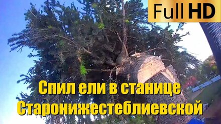 Спил Ели в станице Старонижестеблиевской