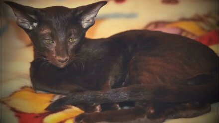 Oriental kittens. Ориентальная кошка 5месяцев, свободна.