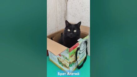 Кот Агатий и Коробочка