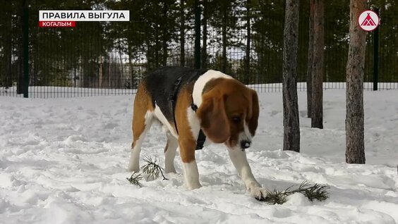 Правила выгула собак — Видео от Телеканал Наши города