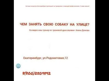 Чем занять свою собаку ?