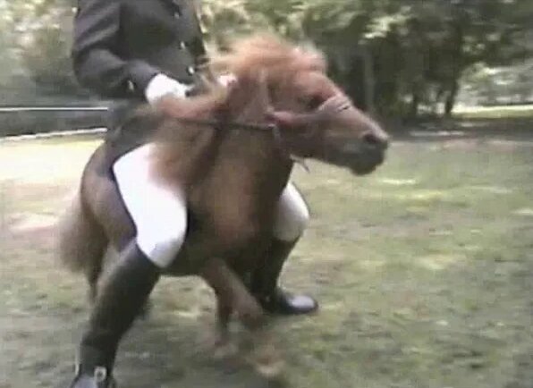 Cruel pony riding hign — Видео от Alfredo Martin - Смотреть онлайн в ...