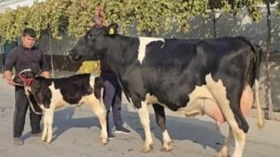 Dik va mushuk rasmlar va rasmlar