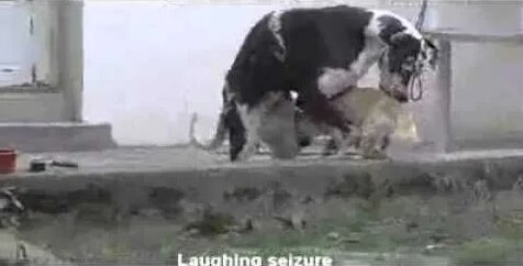 Giant Dog Mating with Small Dog 1 bin video Yandex te bulundu