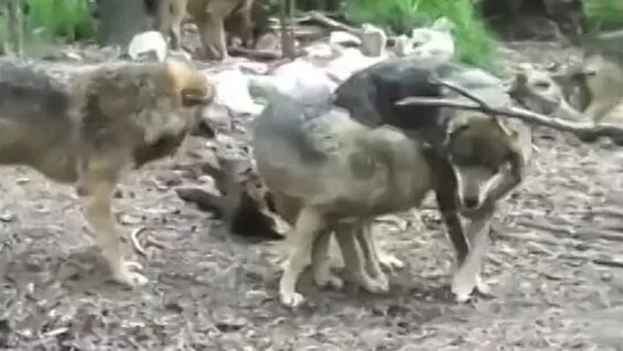 Yalangoch uxlayotgan qizlarning fotosuratlari