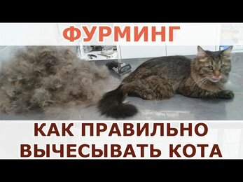 Фурминг в Уфе - Как правильно вычесывать кота