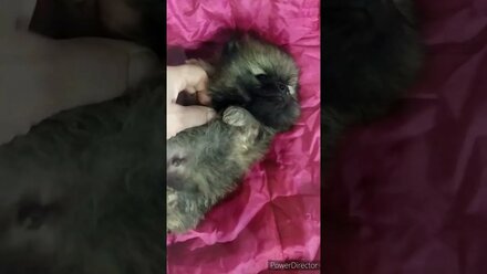 Супер mini pomeranian (померанский шпиц)