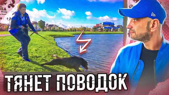 Как отучить собаку тянуть поводок(Лабрадор) — Видео от Антуан Наджарян — Официальная группа