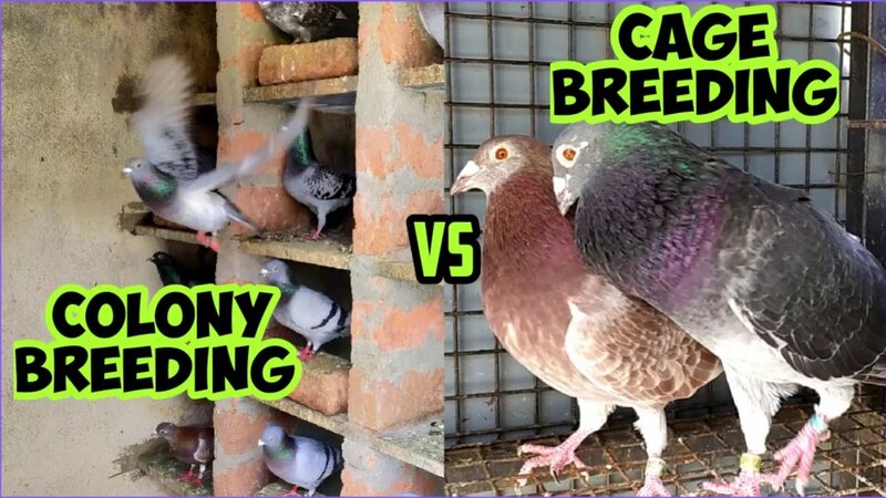 Colony Breeding vs CAGE Breeding FOR Pigeons - Смотреть онлайн в поиске ...