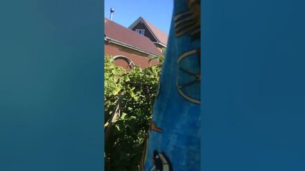 Сбор смородины- Лето Вероники