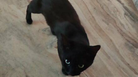 Manu, Goan black cat visit my house