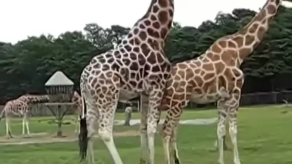 Гимнаст трусисыз өнер көрсетеді. Қарау.