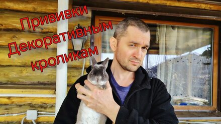 Прививки декоративным кроликам #прививка_кролик