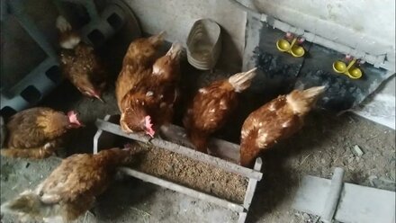 Куры несушки через 1.5 года. Содержание. Кормление.Laying hens in 1.5 years. Content. Feeding.