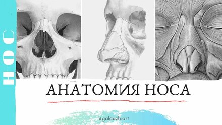 04_1_Анатомия носа