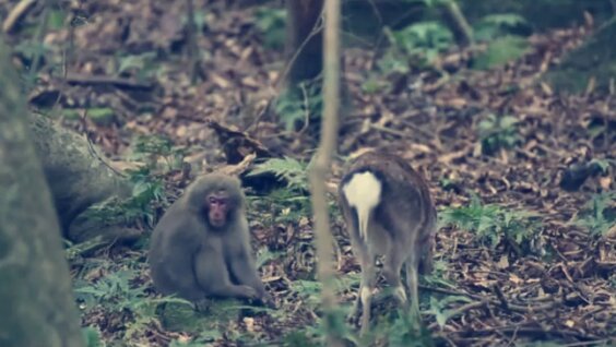 Ayı çiftleşmesi izle