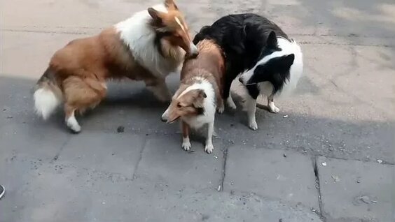 Писка фотосындағы сепкілдер