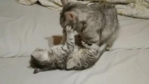 Вязка кошек