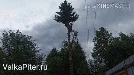 Удаление деревьев частями. Разобрали ель в Васькелово. Рядом забор и провода.