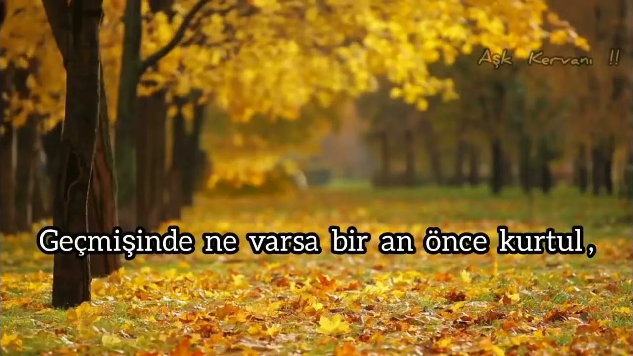 hayvanlar alemi tivitır