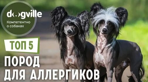 ТОП 5 Гипоаллергенных пород собак — Собаки для аллергиков — Видео от Dogville