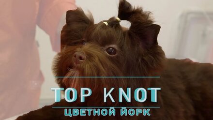 Топ кнот у цветного йорка