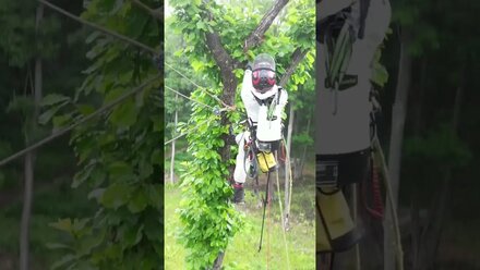 Профилактические меры от короеда #vladivostok #владивосток #arborist #riging #djimini3 #stihl