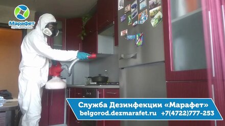 Уничтожение муравьев в Белгороде - ДезСлужба Марафет
