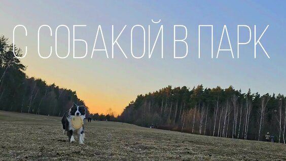 Влог: Весенняя прогулка в мещерском парке с собакой 22.03.2025 Много подбегайцев, мадьти…