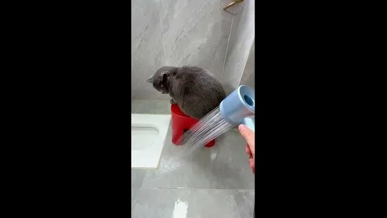 Купать кошку так просто!⁠⁠ — Видео от Самые невероятные истории | Amazings of History