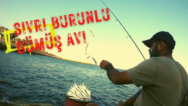 Lokum balığı AVI, sivri burunlu gümüş balığı nasıl avlanır - Yandex ...