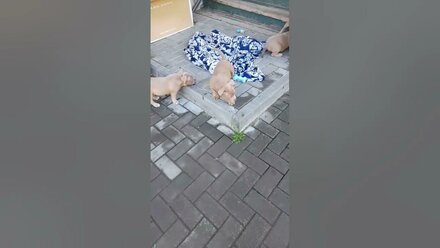 щенки американского булли и бигли. 8-927-277-24-37 питомник Стелла Фиделис #puppy, #собаки, #щенок,