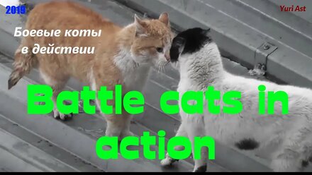 Боевые коты в действии