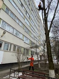 Обрезка веток бьющих в окна