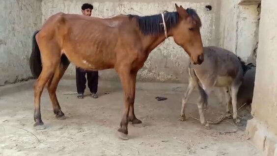 Спаривание ОСЛА с Лошадью Donkey pairing with Horse 1 bin video  