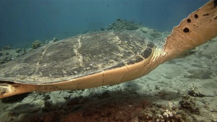 Green turtle of Red Sea